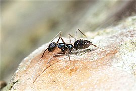 Paratrechina longicornis (Black Crazy ants)