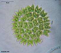 Pediastrum duplex, a fresh water green algae