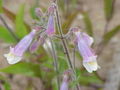 Flowers of Penstemon gracilis