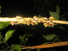 Adults and nymphs of Umbonia in Monteverde, Costa Rica