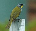 Yellow-throated honeyeater