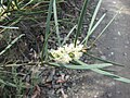Sweet wattle or sweet-scented wattle (Acacia suaveolens)
