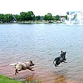 Australian Cattle Dogs diving