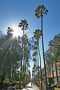 Palm Walk is the main pedestrian route going through the middle of campus