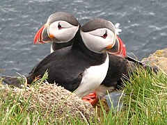 Puffins in Látrabjarg