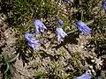 Campanula excisa