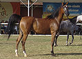 Wild bay (What is a "wild" bay? I still don't get that one..._) // Wild bay or wildtype bay has only a little black colour in the bottom of the legs. Look at the legs and you'll get what it means.