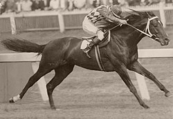 Comic Court, 1950 & 1951 winner