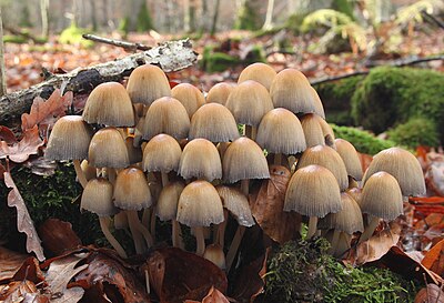 Coprinellus micaceus