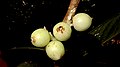 Fruits of Daphnopsis racemosa.