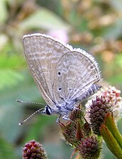 Ventral view