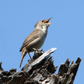 Northern house wren San Luis Obispo (California, USA)