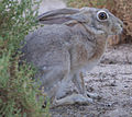 Cape hare (Lepus capensis arabicus) photographed at Watba Camel Race Track, Abu Dhabi, United Arab Emirates
