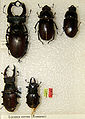 Lucanus cervus variation