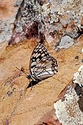 西班牙白眼蝶 Melanargia ines