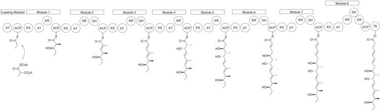 Proposed Biosynthesis of Nargenicin.