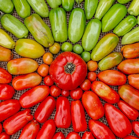 排列成圆形的有机自种番茄。