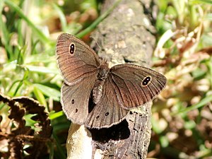 Dorsal view