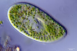 Paramecium bursaria with green zoochlorellae living inside endosymbiotically