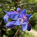 Flowers of Penstemon wilcoxii