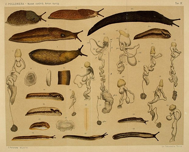 Arion slugs with genitalia dissected out (1889)[59]