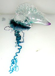 The Portuguese man o' war is a colonial siphonophore
