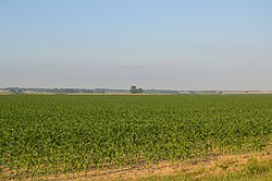 Cornfields near Poseyville