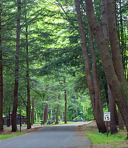 Road through conifers in Sizerville State Park