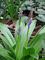 Scilla lilio-hyacinthus buds