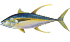 Yellowfin tuna