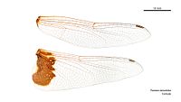 Female Tramea stenoloba wings