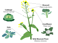 Image 22Selective breeding enlarged desired traits of the wild cabbage plant (Brassica oleracea) over hundreds of years, resulting in dozens of today's agricultural crops. Cabbage, kale, broccoli, and cauliflower are all cultivars of this plant. (from Plant breeding)