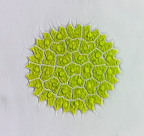 Colony of Pediastrum algae (freshwater)