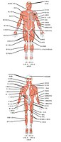 人体前后视肌肉图（简体中文）