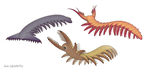西伯利亚虫科（Siberiidae）的成员：勒奈克西伯利亚虫（Siberion lenaicus，左上），美丽尖山叶足虫（Jianshanopodia decora，右上），海口大网虫（Megadictyon cf. haikouensis，下）