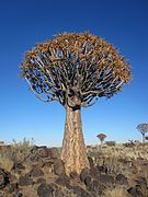 Aloe dichotoma -Keetmanshoop, Namibia-21Aug2009-2
