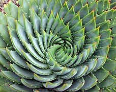 螺旋：多葉蘆薈（Aloe polyphylla）的葉序