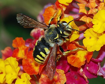 一只粘着花粉的蜜蜂(Antidium florentinum)