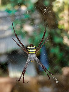 Argiope pulchella, by Jkadavoor (edited by Christian Ferrer)