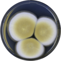 Aspergillus hortai growing on CYA plate