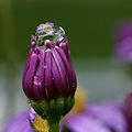 A drop of water on an Asteraceae