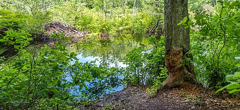 A beaver lodge and beaver-chewed tree along the Ben Utter trail in Arcadia