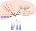 Figure 3: Phylogenetic distribution of known and predicted αr7 genes. Gene numbers are based on computational analysis using the program Infernal. Legend: Smedr7C = Sinorhizobium medicae WSM419 chromosome (NC_009636), Smr7C = Sinorhizobium meliloti 1021 (NC_003047), Sfr7C = Sinorhizobium fredii NGR234 chromosome (NC_012587), Atr7C = Agrobacterium tumefaciens str. C58 chromosome circular (NC_003062), AH13r7C = Agrobacterium sp. H13-3 chromosome (NC_015183), ReCIATr7C = Rhizobium etli CIAT 652 (NC_010994), Arr7CI = Agrobacterium radiobacter K84 chromosome 1 (NC_011985), Rlt2304r7C = Rhizobium leguminosarum bv. trifolii WSM2304 chromosome (NC_011369), Avr7CI = Agrobacterium vitis S4 chromosome 1 (NC_011989), Rlvr7C = Rhizobium leguminosarum bv. viciae 3841 (NC_008380), Rlt1325r7C = Rhizobium leguminosarum bv. trifolii WSM1325 (NC_012850), ReCFNr7C = Rhizobium etli CFN 42 (NC_007761), Mlr7C = Mesorhizobium loti MAFF303099 chromosome (NC_002678), Mcr7C = Mesorhizobium ciceri biovar biserrulae WSM1271 chromosome (NC_014923), Bcr7CI = Brucella canis ATCC 23365 chromosome I (NC_010103), Bs23445r7CI = Brucella suis ATCC 23445 chromosome I (NC_010169), Bm16Mr7CI = Brucella melitensis bv. 1 str. 16M chromosome I (NC_003317), BaS19r7CI = Brucella abortus S19 chromosome 1 (NC_010742), Bm23457r7CI = Brucella melitensis ATCC 23457 chromosome I (NC_012441), Bs1330r7CI = Brucella suis 1330 chromosome I (NC_004310), Ba19941r7CI = Brucella abortus bv. 1 str. 9-941 chromosome I (NC_006932), Bmar7CI = Brucella melitensis biovar Abortus 2308 chromosome I (NC_007618), Bor7CI = Brucella ovis ATCC 25840 chromosome I (NC_009505), Bmir7CI = Brucella microti CCM 4915 chromosome 1 (NC_013119), Oar7CI = Brucella anthropi ATCC 49188 chromosome 1 (NC_009667), MsBNCr7C = Mesorhizobium sp. BNC1 (NC_008254).