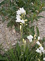 Campanula rhomboidalis albino