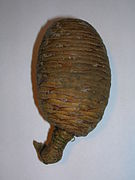 Female cone of a Lebanese cedar