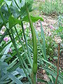 Dracunculus vulgaris bud