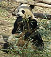 Giant Panda