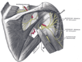右側肩胛上神經與腋神經，可見腋動脈，上面觀
