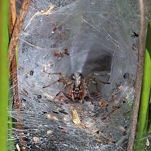 Agelena labyrinthica, by Charlesjsharp