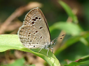 Ventral view